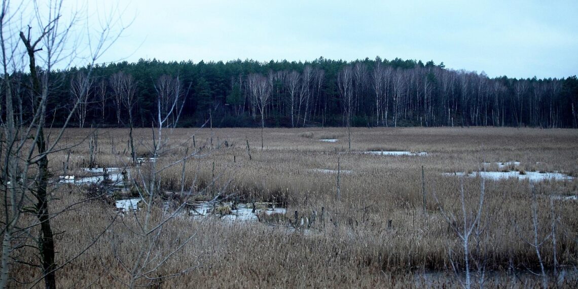 EU-Kommissarin plant Zertifikate für Wiederherstellung der Natur 1 Moorlandschaft (Archiv)