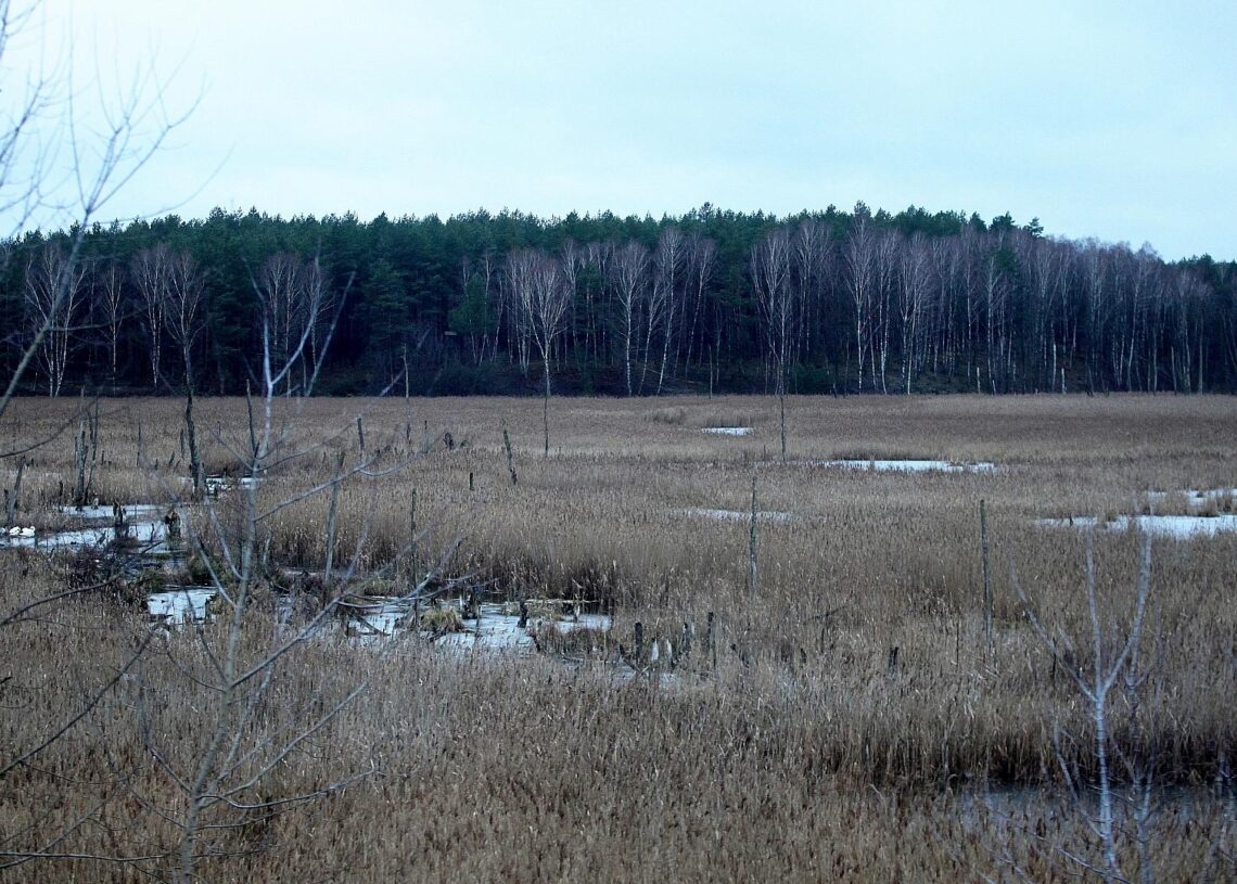 Moorlandschaft (Archiv)