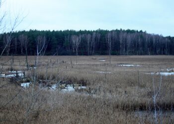 Moorlandschaft (Archiv)