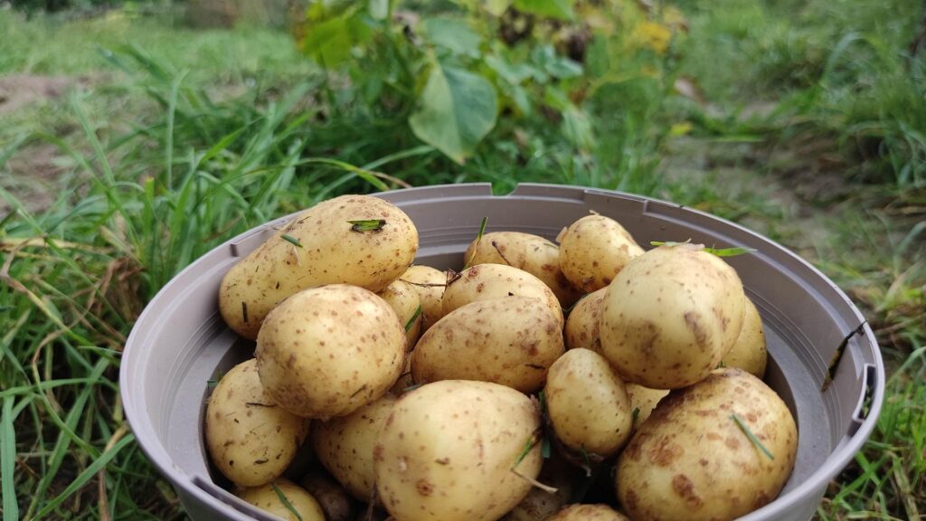 Geerntete Kartoffeln (Archiv)