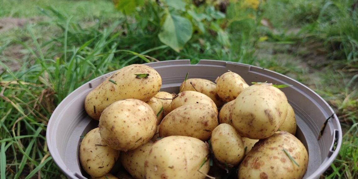 Geerntete Kartoffeln (Archiv)