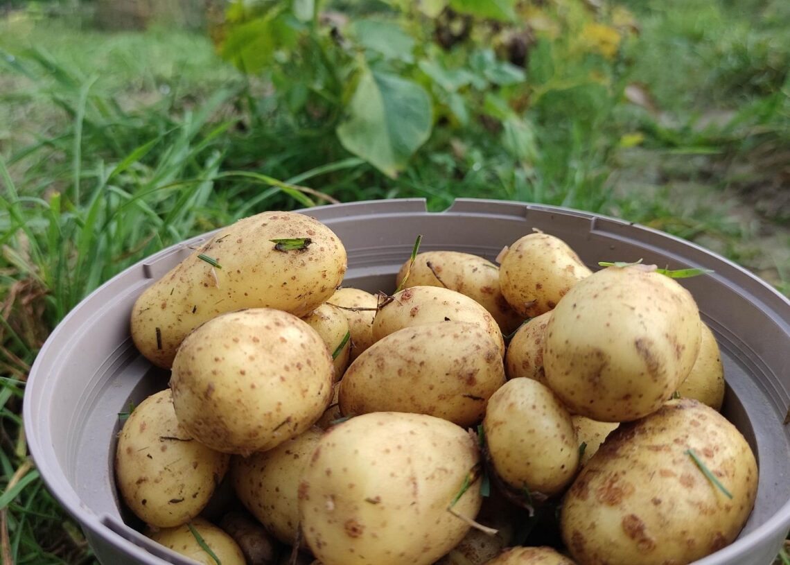 Geerntete Kartoffeln (Archiv)