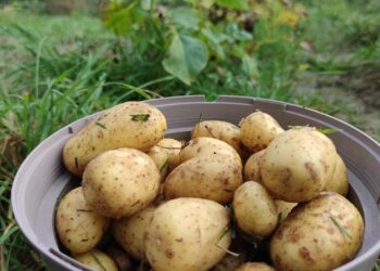 Geerntete Kartoffeln (Archiv)
