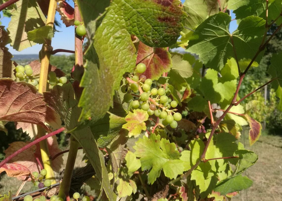 Weinstock (Archiv)