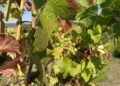 Weinstock (Archiv)