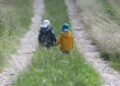 Zwei kleine Kinder laufen auf einem Feldweg (Archiv)