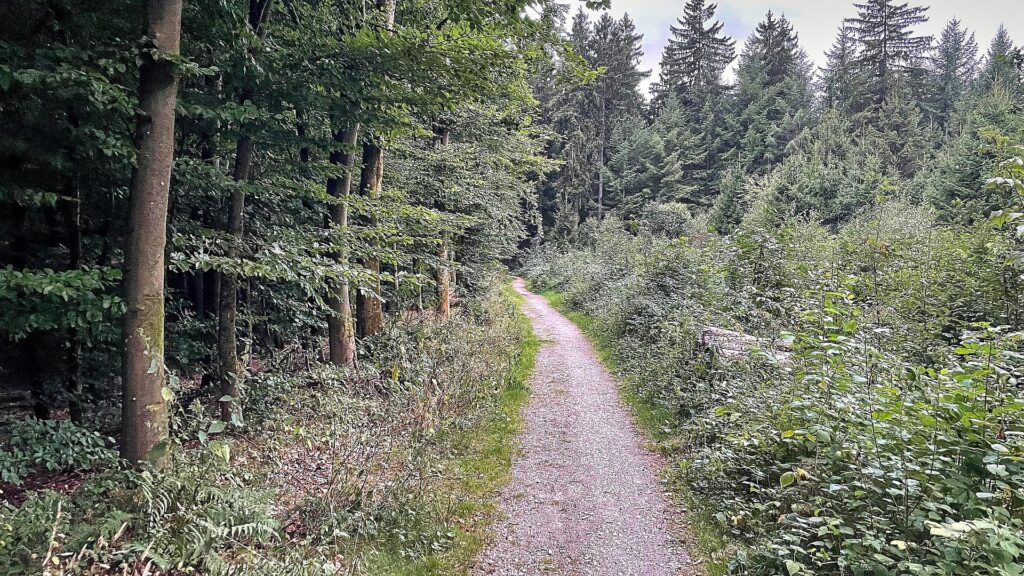Waldweg (Archiv)