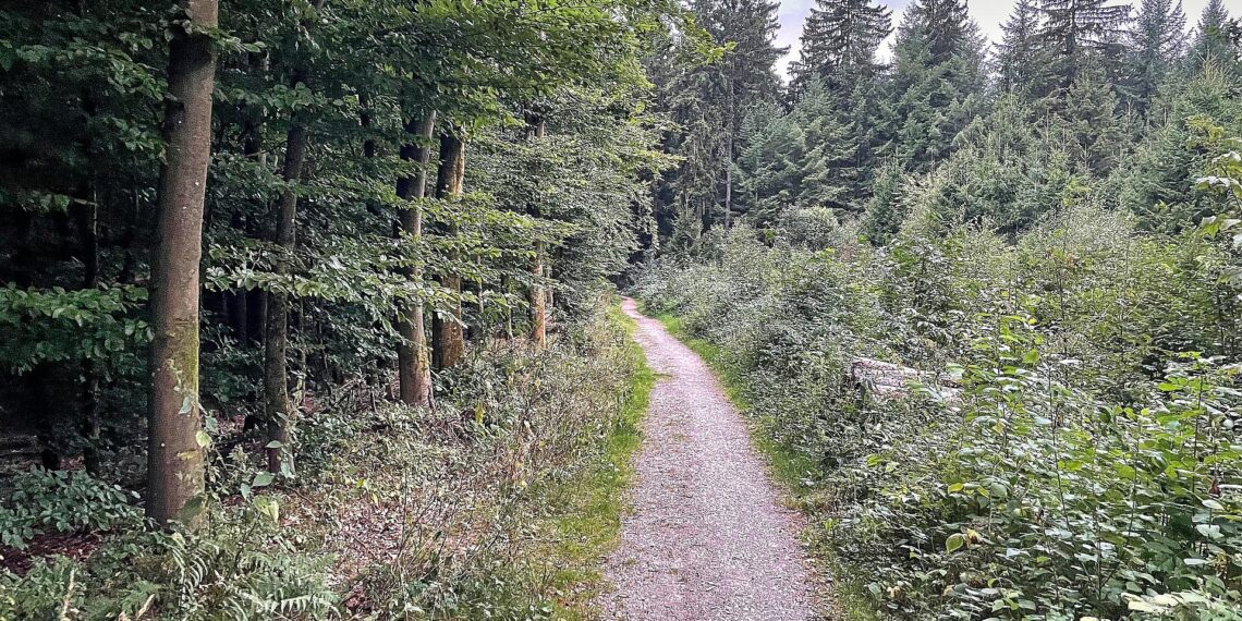 Waldweg (Archiv)