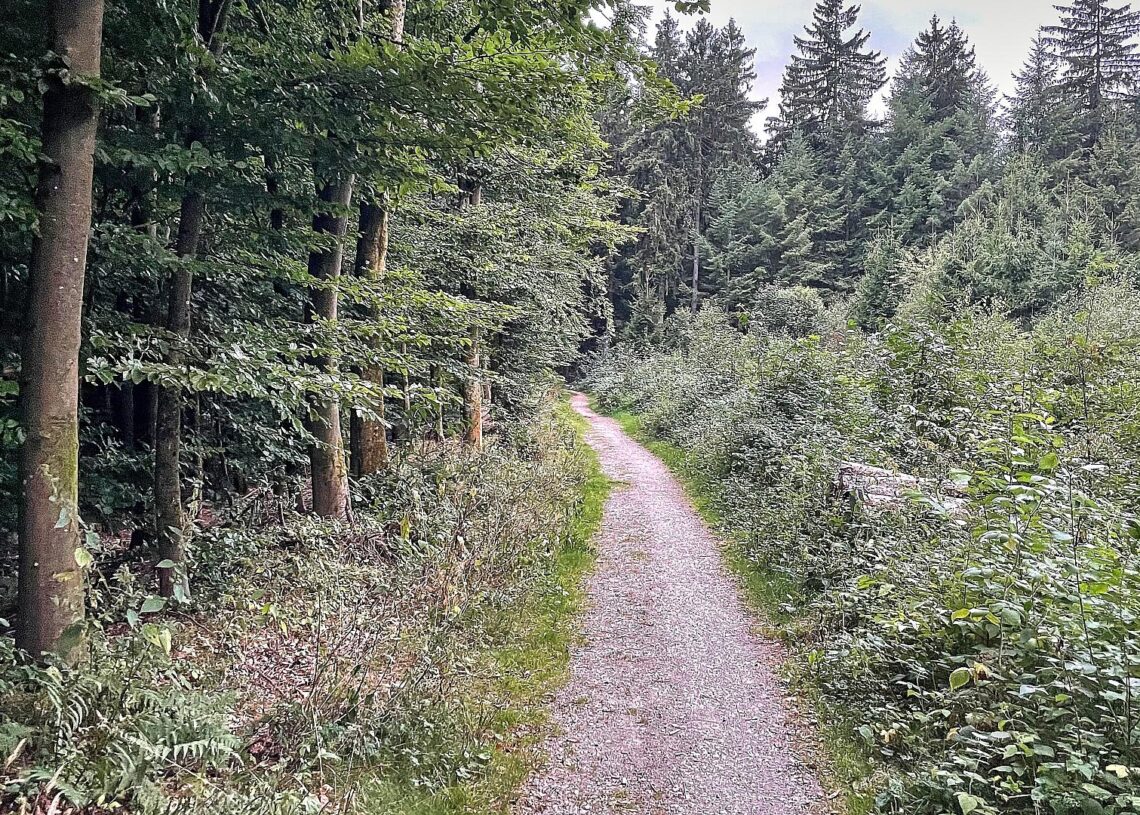 Waldweg (Archiv)