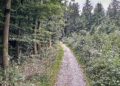 Waldweg (Archiv)