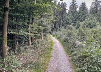 Waldweg (Archiv)