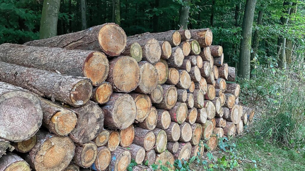 Holzstämme im Wald (Archiv)