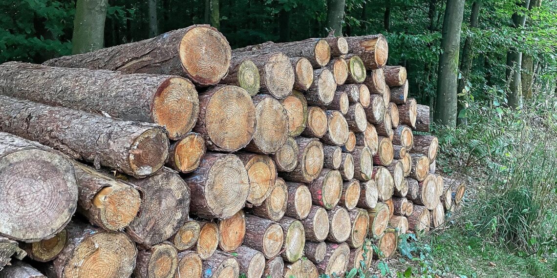 Studie: Klimawandel belastet Waldwirtschaft unterschiedlich 1 Holzstämme im Wald (Archiv)