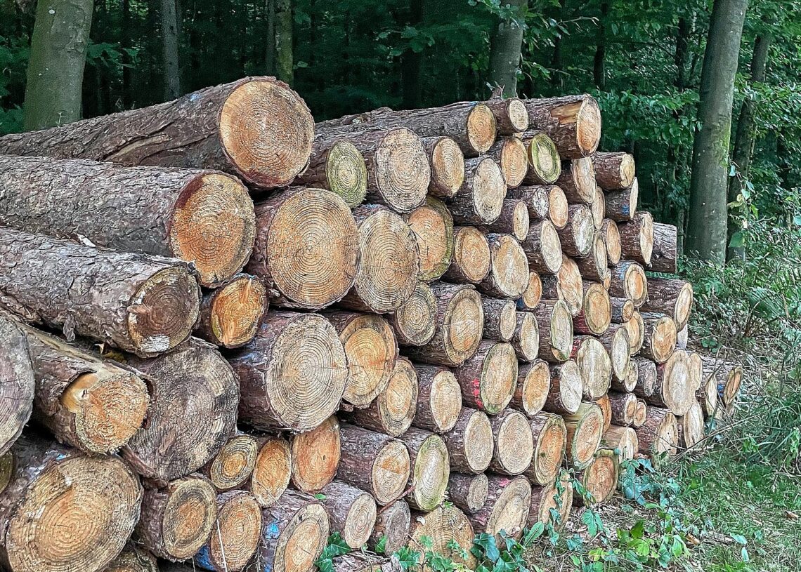 Holzstämme im Wald (Archiv)