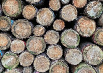 Holzstämme (Archiv)