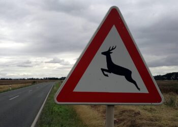 Warnschild vor Wildwechsel (Archiv)
