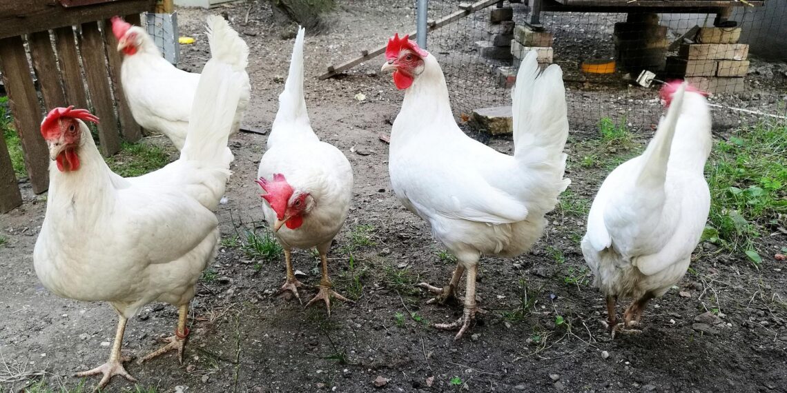 Saarland verhängt Stallpflicht wegen Geflügelpest 1 Hühner (Archiv)