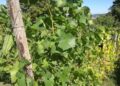 Weinstock (Archiv)