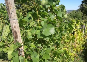 Weinstock (Archiv)