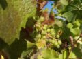 Weinstock (Archiv)