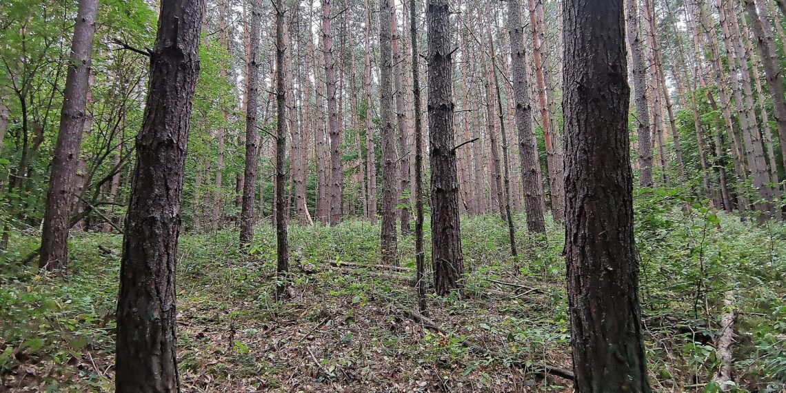Baumschulfläche sinkt deutlich - rund elf Prozent weniger Betriebe 1 Wald (Archiv)