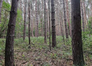Baumschulfläche sinkt deutlich - rund elf Prozent weniger Betriebe 2 Wald (Archiv)