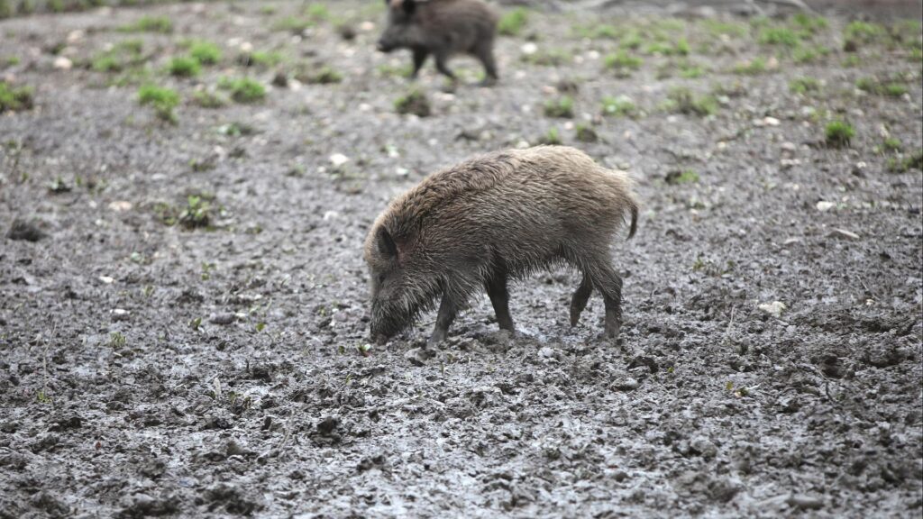 Wildschwein (Archiv)