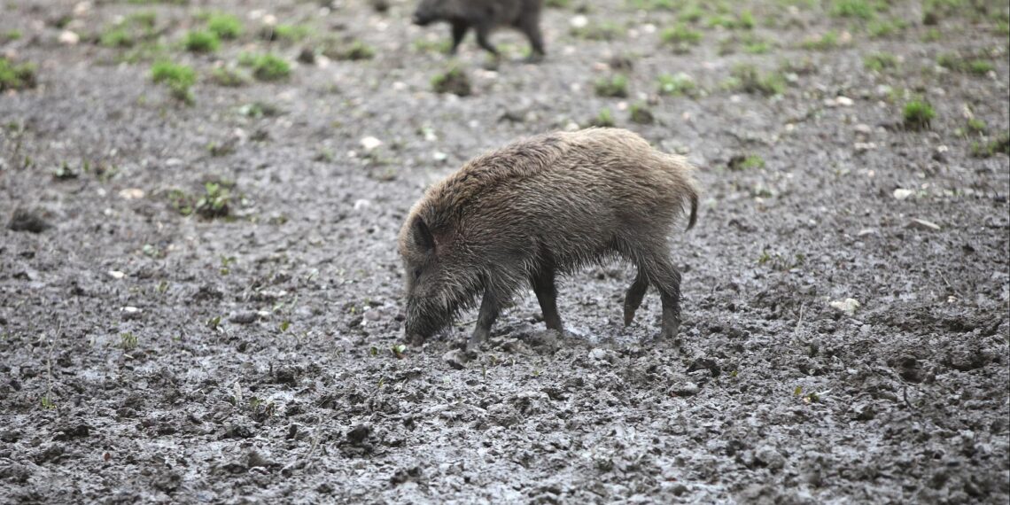 ASP-Sperrzone II in Sachsen vollständig aufgehoben 1 Wildschwein (Archiv)