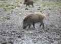 ASP-Sperrzone II in Sachsen vollständig aufgehoben 10 Wildschwein (Archiv)