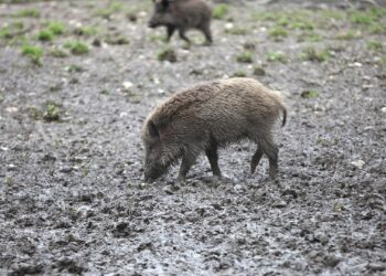 Wildschwein (Archiv)