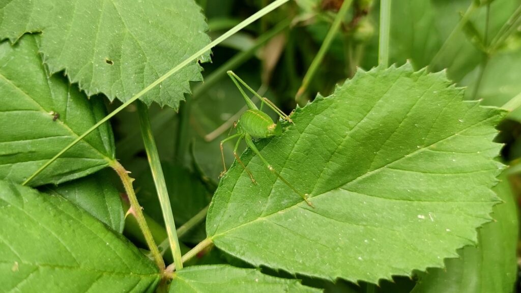 Grashüpfer (Archiv)