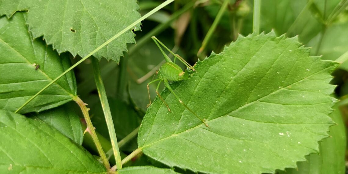 Grashüpfer (Archiv)