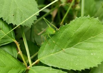 BUND legt bei Biodiversitäts-Verfassungsbeschwerde nach 3 Grashüpfer (Archiv)