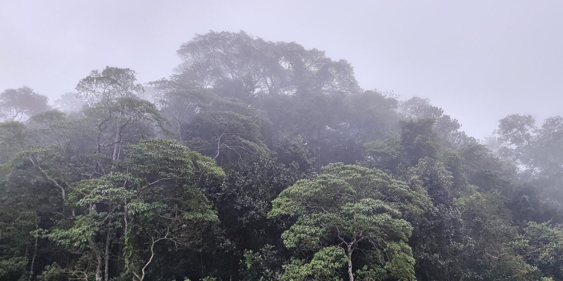 Schneider verteidigt Fehlen konkreter Summe zum Tropenwald-Fonds 1 Brasilianischer Regenwald (Archiv)