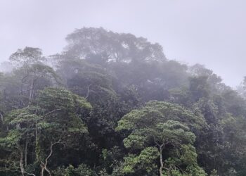 Schneider verteidigt Fehlen konkreter Summe zum Tropenwald-Fonds 2 Brasilianischer Regenwald (Archiv)