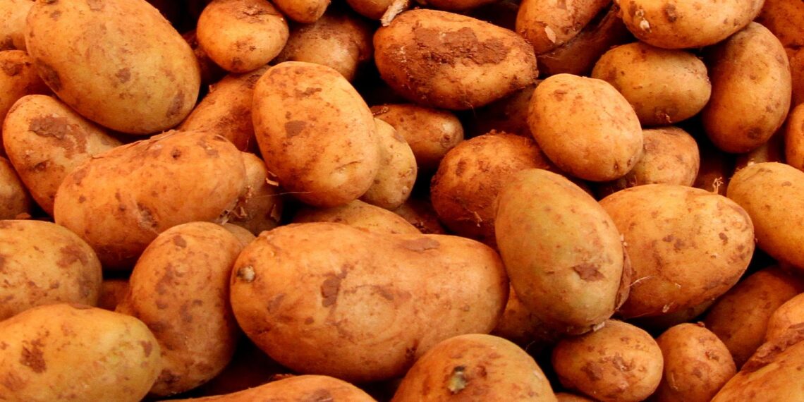 CSU fordert nationale Kartoffel-Reserve statt Erntevernichtung 1 Kartoffeln (Archiv)