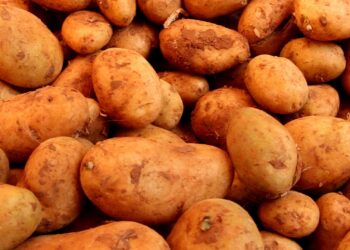 CSU fordert nationale Kartoffel-Reserve statt Erntevernichtung 3 Kartoffeln (Archiv)