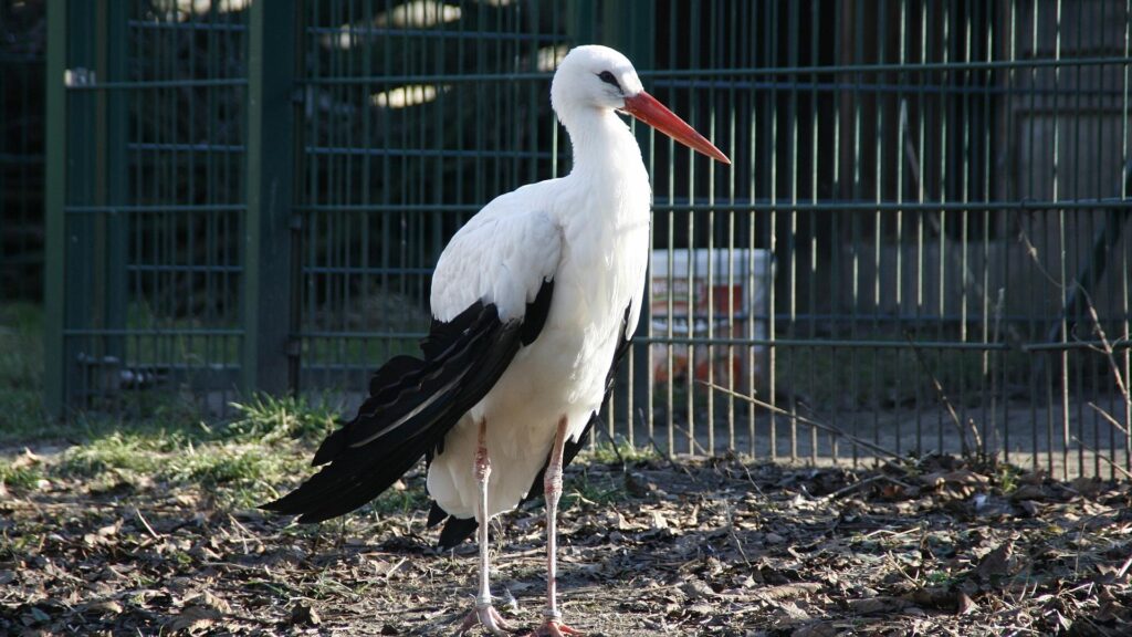 Weißstorch (Archiv)