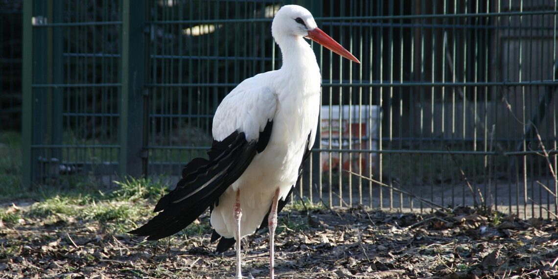 Weißstorch (Archiv)