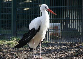 NRW-Umweltminister in Sorge um Störche 2 Weißstorch (Archiv)