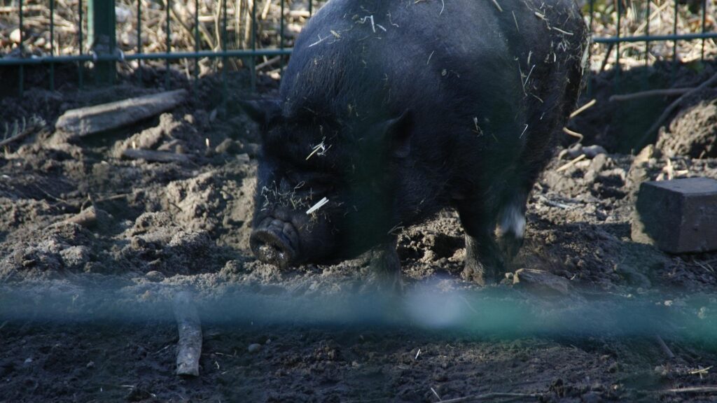 Angler Sattelschwein (Archiv)
