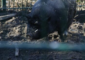 Angler Sattelschwein (Archiv)