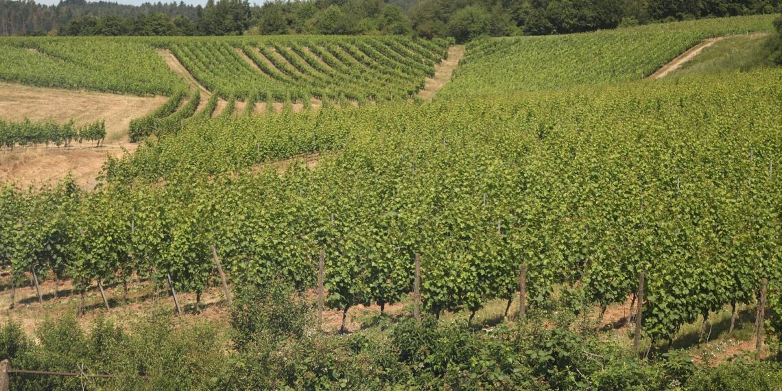 Bauernpräsident Rukwied: "Weinbau ist in der größten Krise" 1 Weinberg (Archiv)