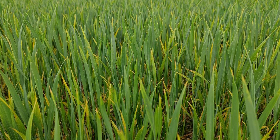 Winterweizen in frühem Stadium (Archiv)