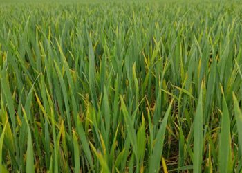 Winterweizen in frühem Stadium (Archiv)