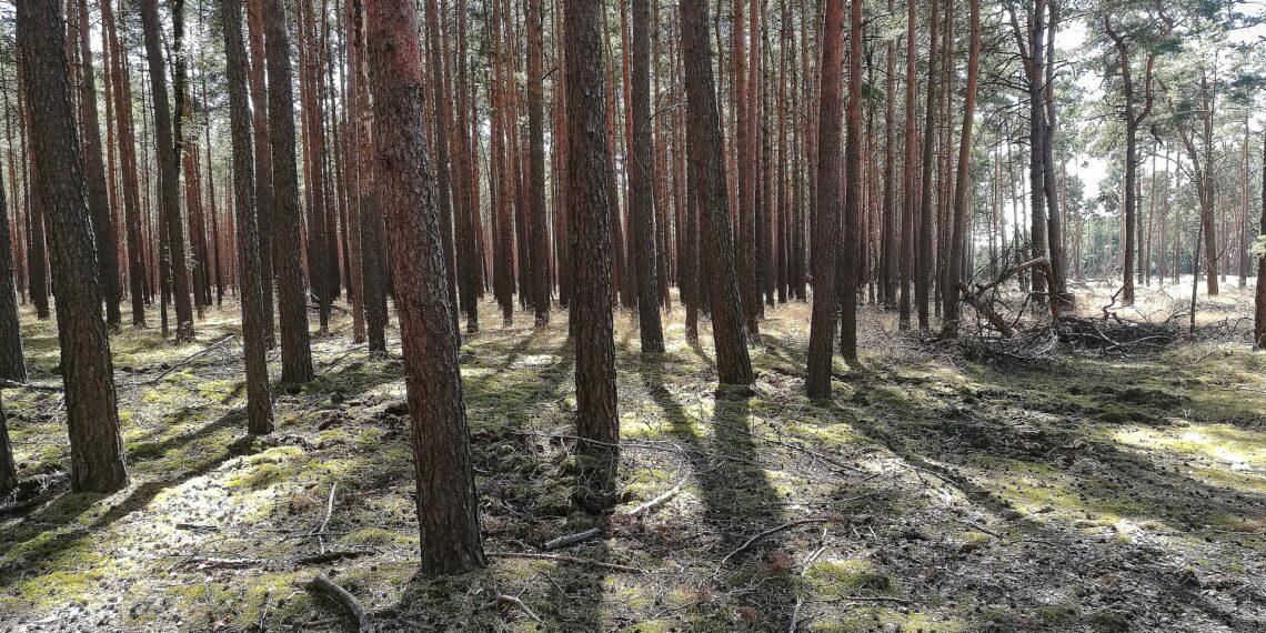 Forscher pochen auf zügige CO2-Entnahme aus der Atmosphäre 1 Wald (Archiv)
