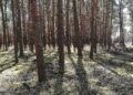 Forscher pochen auf zügige CO2-Entnahme aus der Atmosphäre 10 Wald (Archiv)