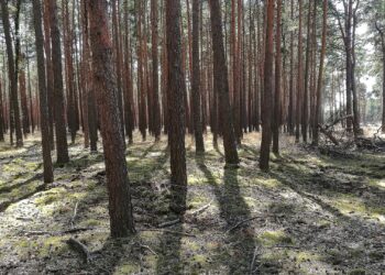 Forscher pochen auf zügige CO2-Entnahme aus der Atmosphäre 3 Wald (Archiv)