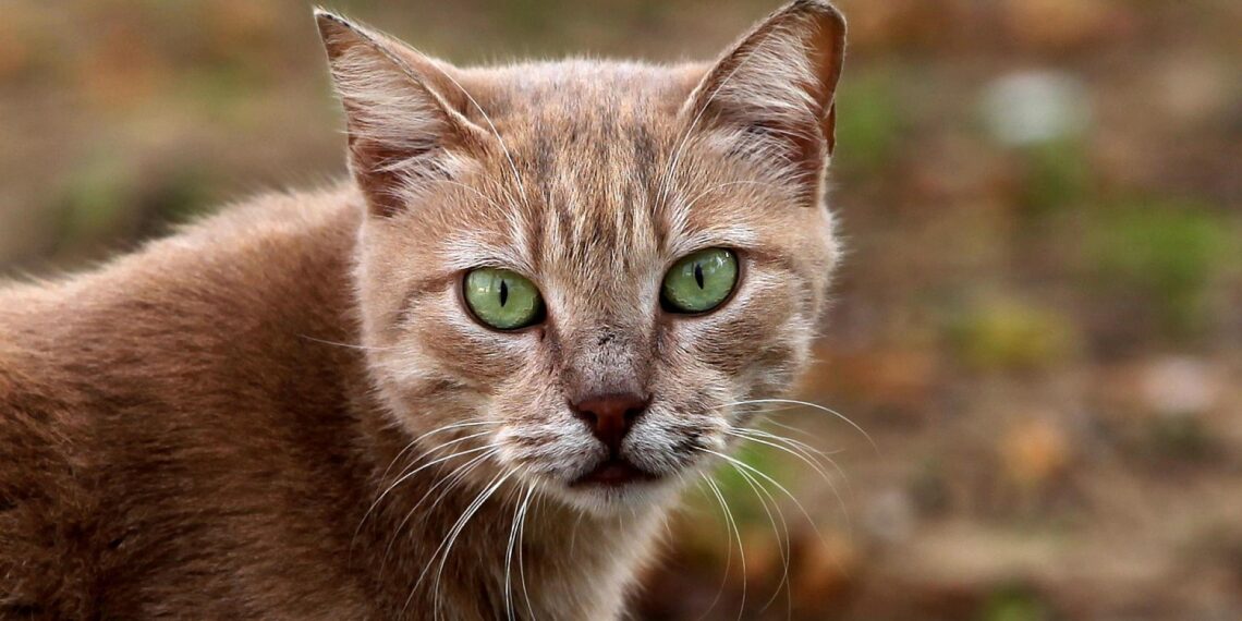 Rainer rät von Haustieren als Weihnachtsgeschenk ab 1 Katze (Archiv)