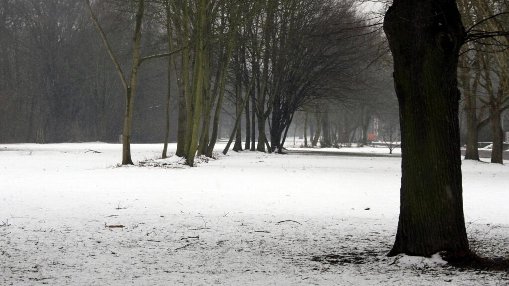 Feuerwehrverband warnt nach Wintereinbruch vor Waldspaziergängen 7 Winterlandschaft (Archiv)